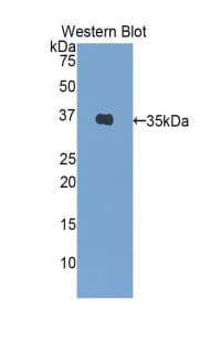 Insulin Antibody (aa88-108)