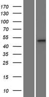 MPND Protein (Over-Expression Lysate Myc-DDK (Flag))