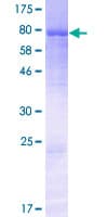 Human KDELC1 Protein (Recombinant GST)
