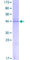 Human TM4SF6 / TSPAN6 Protein (Recombinant GST)