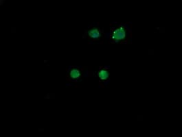 MDM4 / MDMX Antibody (clone OTI3A6)