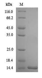 Rainbow trout TGFB1 / TGF Beta 1 Protein (Recombinant 6His, N-terminus)