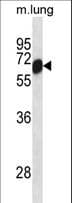 CLK2 Antibody (aa66-93)