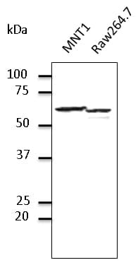 IHC-plus™ PDIA3 / ERp57 Antibody (C-Terminus)