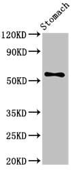 BAF60C / SMARCD3 Antibody