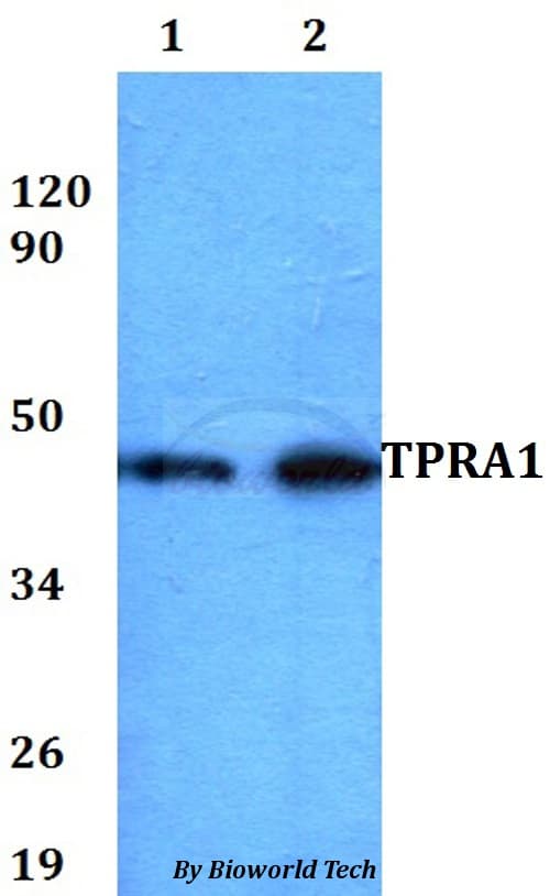 TPRA1 / GPR175 Antibody