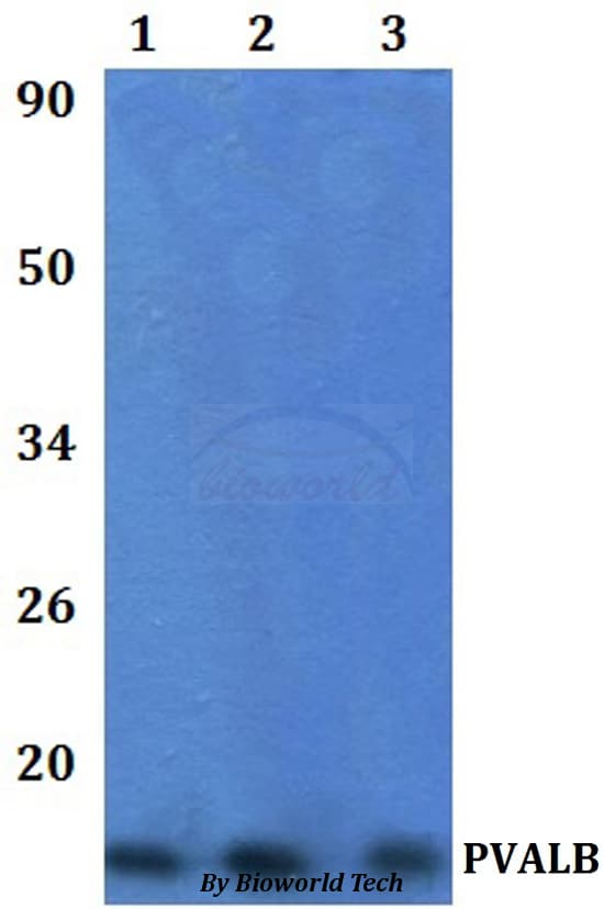 PVALB / Parvalbumin Antibody