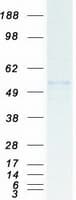 Human BIA2 / TRIM58 Protein (Recombinant Myc-DDK (Flag))