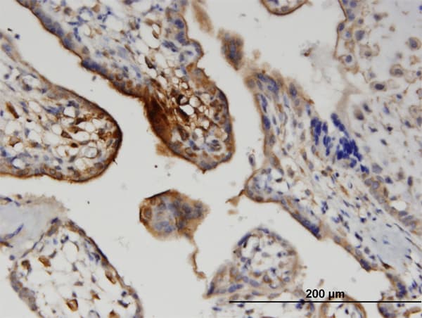 WNT5A Antibody (clone 3A4)