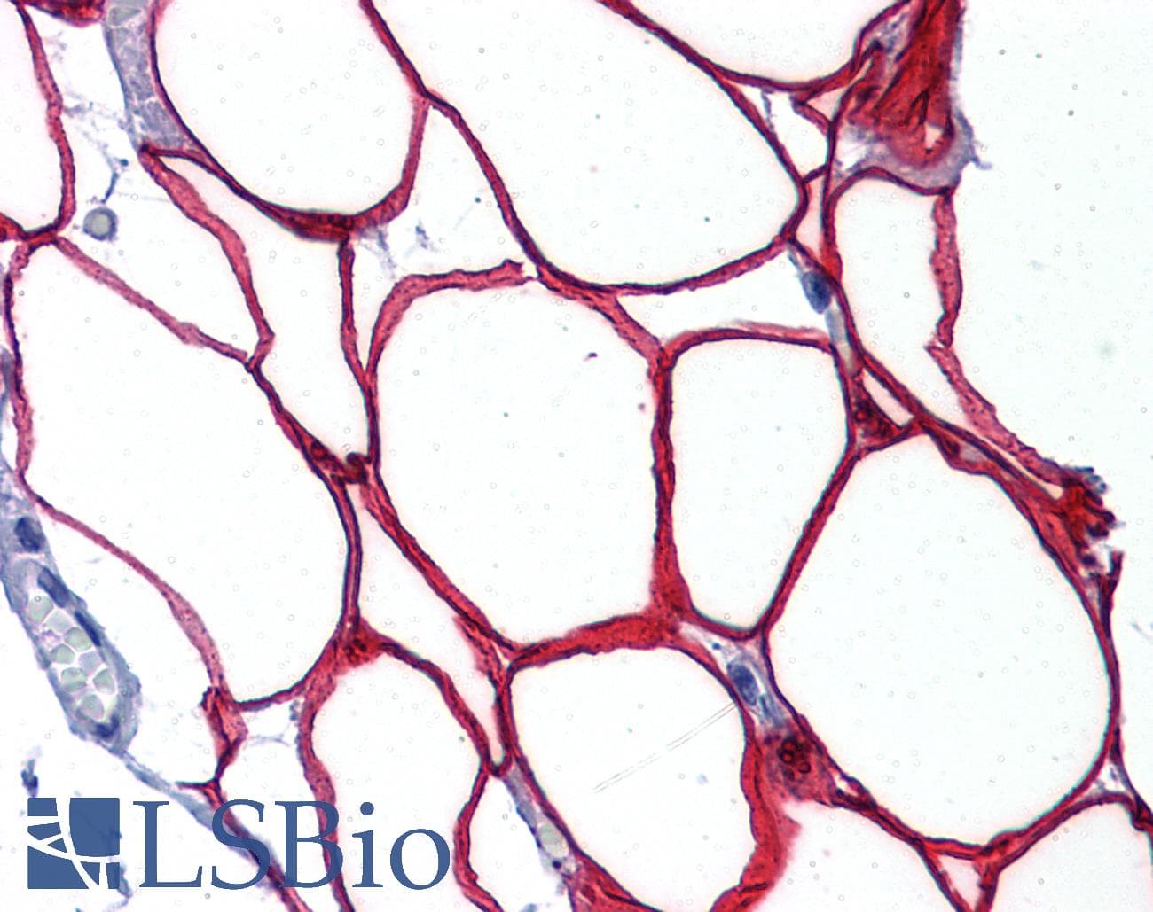 IHC-plus™ RNF25 Antibody