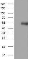 CD4 Antibody (clone OTI3C5)