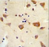 Polyclonal Rabbit anti-Human OR2Z Antibody (aa68-96, IHC, WB)