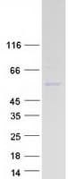 Human PI4K2A / PI4KII Protein (Recombinant Myc-DDK (Flag))