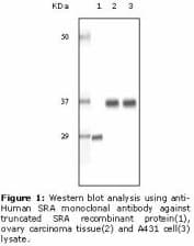SRA1 / SRA Antibody (clone 1D4H8)