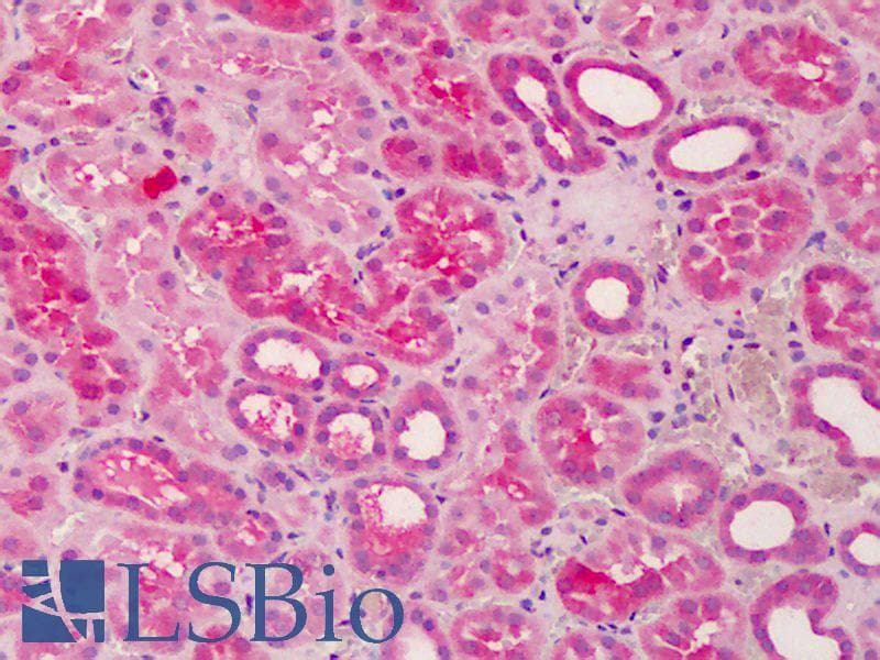 IHC-plus™ PILRB Antibody
