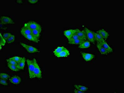 NXF5 Antibody