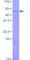 Human NDUFV1 Protein (Recombinant GST)