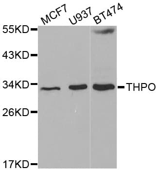 THPO / TPO / Thrombopoietin Antibody