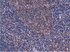 CBWD1 Antibody (clone OTI3A11, Carrier-free)