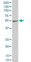 NDUFA9 Antibody (clone 3D7)