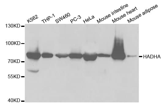 IHC-plus™ HADHA Antibody