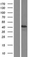 Human SCRN2 / Ses2 Protein (Over-Expression Lysate Myc-DDK (Flag))