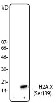 H2AFX / H2AX Antibody (phospho-Ser139, clone 2F3)