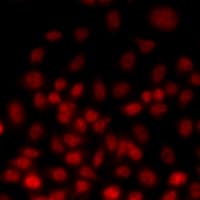 TEAD3 Antibody