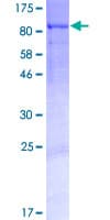 Human PGBD4 Protein (Recombinant GST)