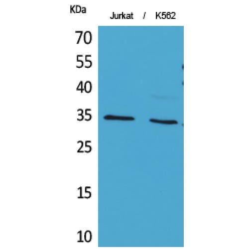 APEX1 / APE1 Antibody (acetylation site of K7.)
