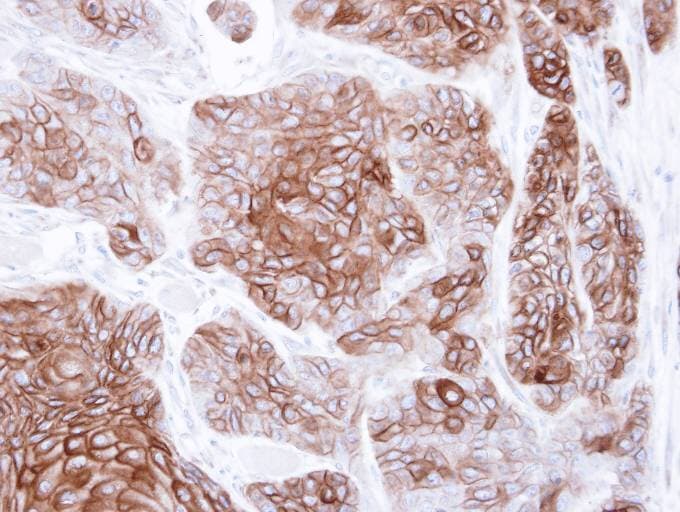 CNGA2 Antibody (aa412-664)