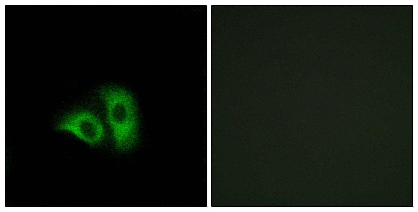 OR10X1 Antibody