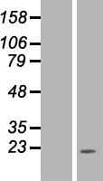 NDUFB11 Protein (Over-Expression Lysate Myc-DDK (Flag))