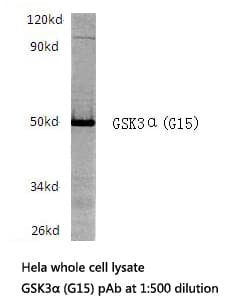 GSK3A / GSK3 Alpha Antibody (Gly15)