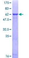 Human MLST8 / GBL Protein (Recombinant GST)