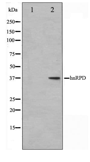 HNRNPD / AUF1 Antibody