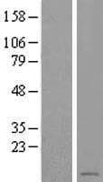 LOC284912 Protein (Over-Expression Lysate Myc-DDK (Flag))