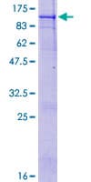 Human FOLH1 / PSMA Protein (Recombinant GST)