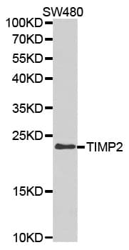 TIMP2 Antibody