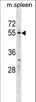 WFIKKN2 / GASP-1 Antibody (aa535-564)