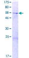Human DOK4 Protein (Recombinant GST)