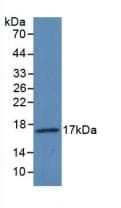 VEGFA / VEGF Antibody