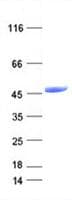 Human IDH1 / IDH Protein (Recombinant DDK,C-terminus)