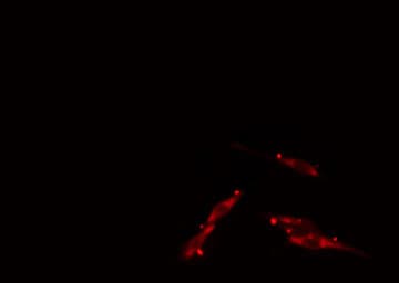 TAZ Antibody