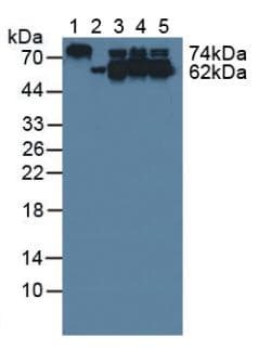 CRMP1 Antibody (aa1-250)