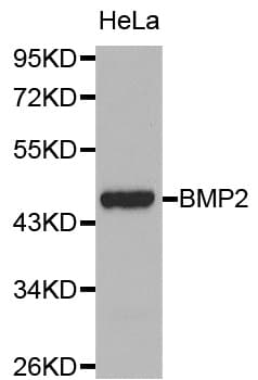 BMP2 Antibody