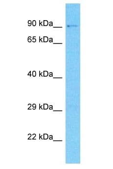 NAV2 Antibody (aa824-873)
