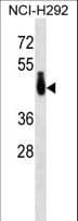 PABPC4L Antibody (aa261-289)