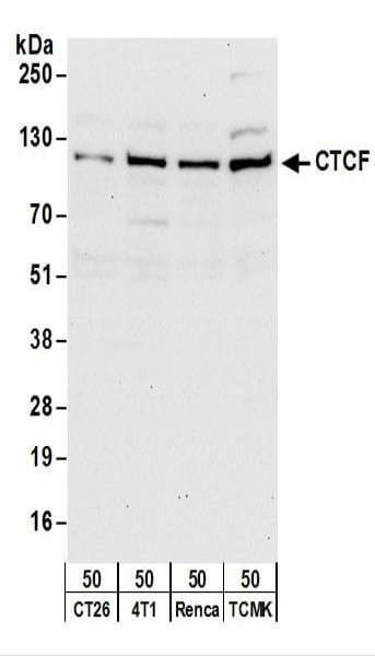 CTCF Antibody (aa650-700)
