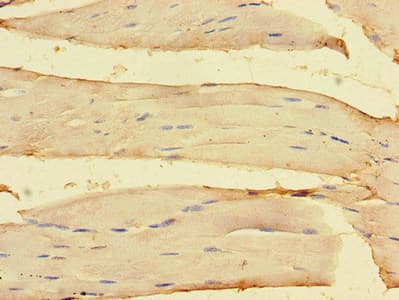 Polyclonal Rabbit anti-Human OLFML1 Antibody